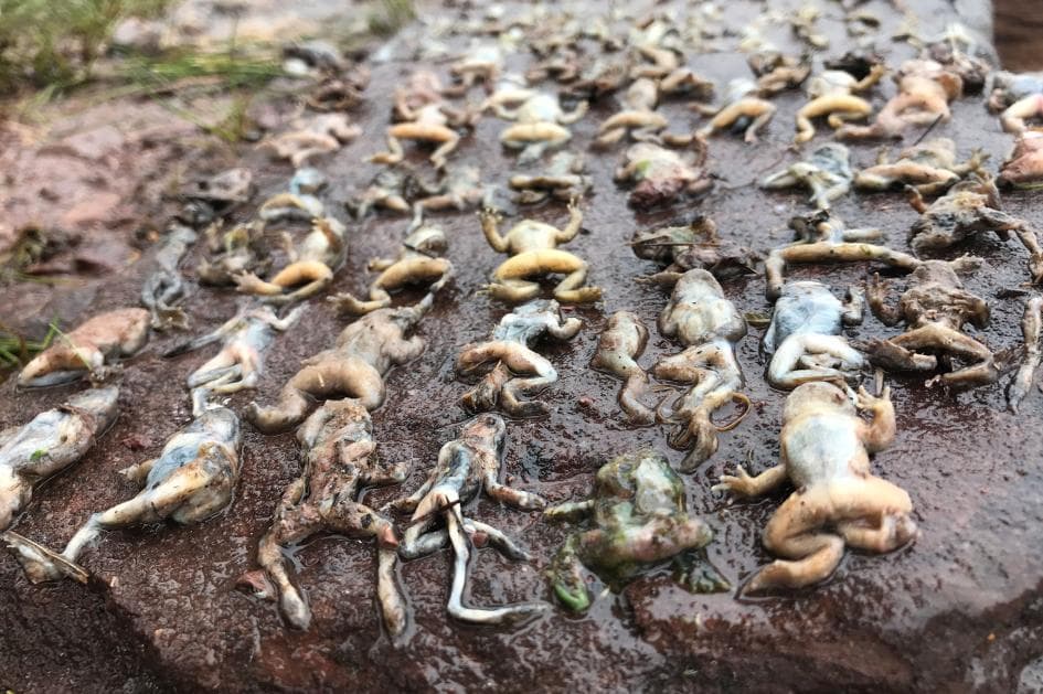 Apokalipsi i amfibëve/ Sëmundja që po i shfaros dhe roli i Luftës Koreane