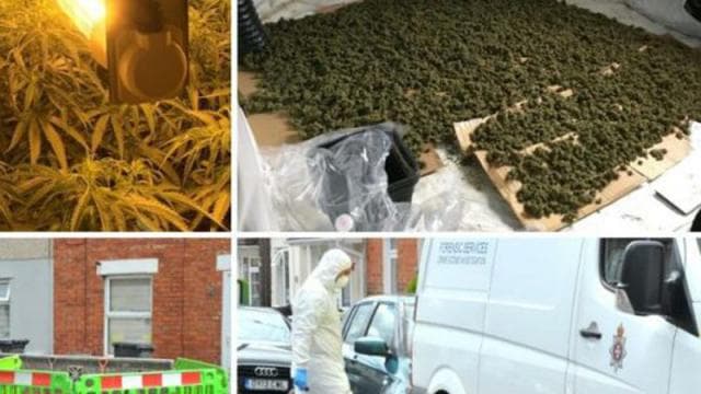 Punonin në fermën e kanabisit me vlerë 500 mijë paund, arrestohen 3 shqiptarët në Angli