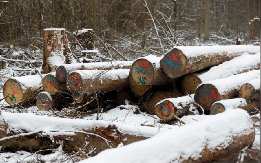Gjykata Europiane kundërshton qeverinë polake: Shkeli ligjin duke prerë pyjet