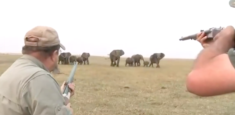 Botswana lejon gjuetinë, tani mishi elefantit mund të përdoret për ngrënie