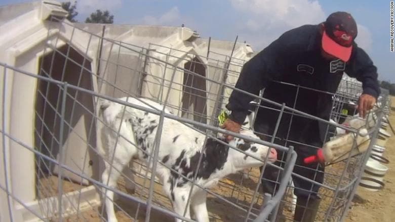 ShBA/ Ferma “Fair Oaks” e lidhur me Coca-Cola-n dhunon të drejtat e kafshëve