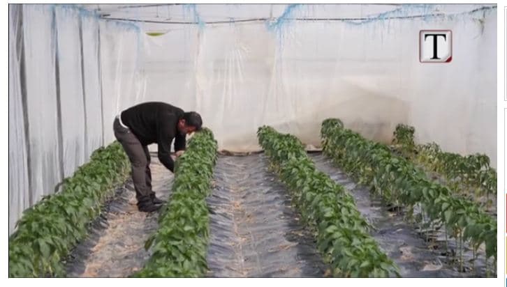 Fermerët e Myzeqesë drejt emigrimit, Qerreti: Kam 7 vite që investoj në bujqësi, jam i zhgënjyer (VIDEO)
