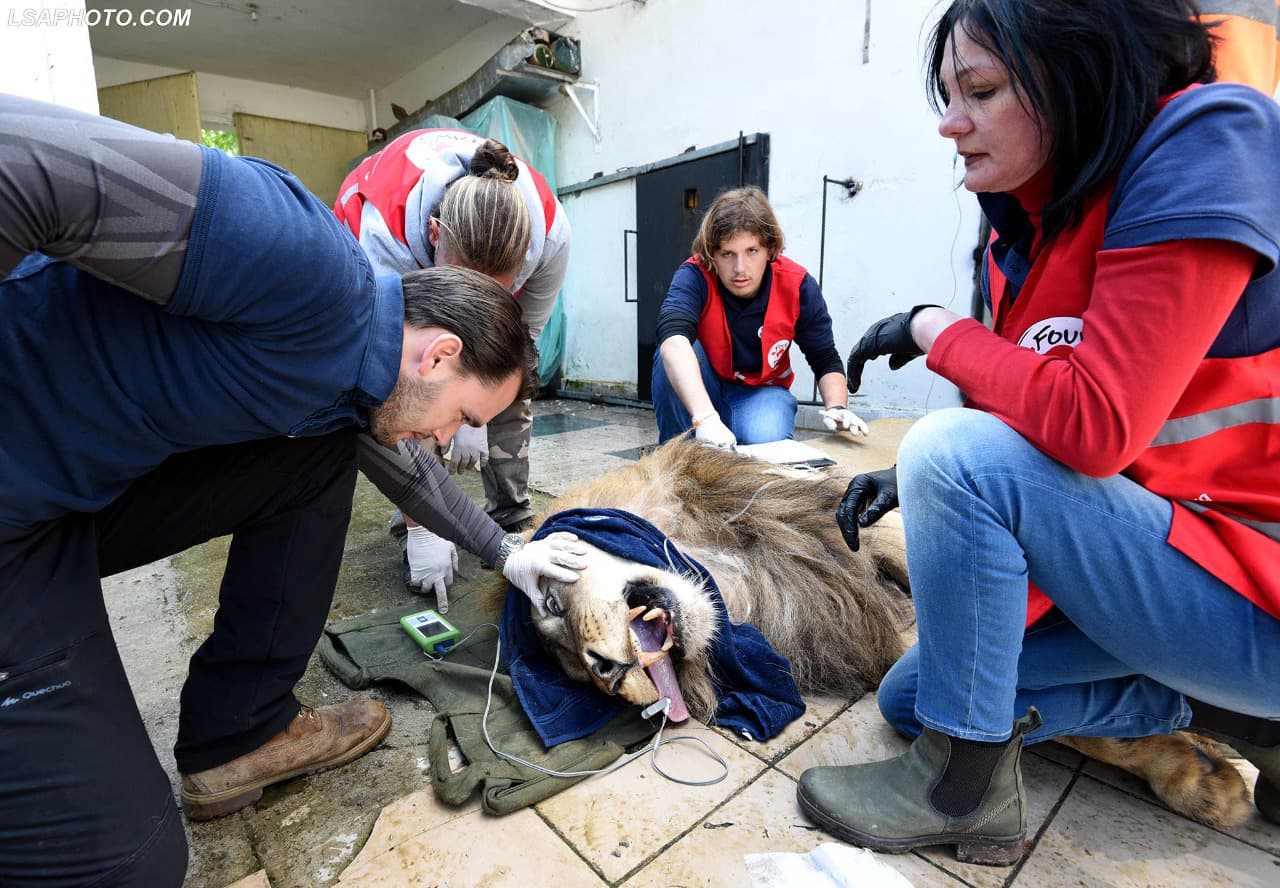 Luanët e Kopshtit Zoologjik transferohen në Holandë (FOTO)