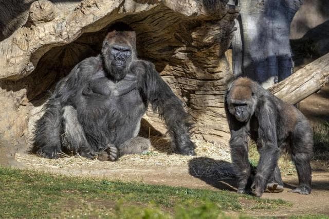 U infektuan me Covid, tre gorillat në San Diego shërohen plotësisht