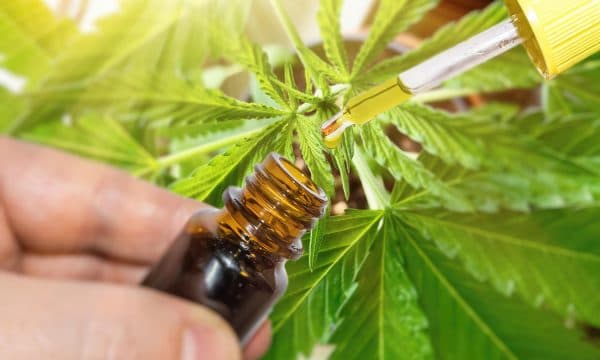 Rama njoftoi draftin për legalizimin e kanabisit për mjekësi në Shqipëri/ BE: Nuk jemi të përfshirë!