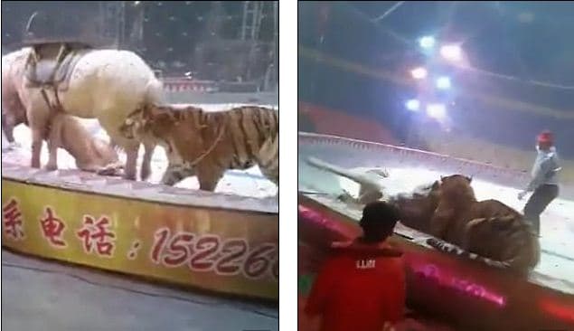 Momenti i tmerrshëm, tigri dhe luani sulmojnë kalin në cirk (VIDEO) 
