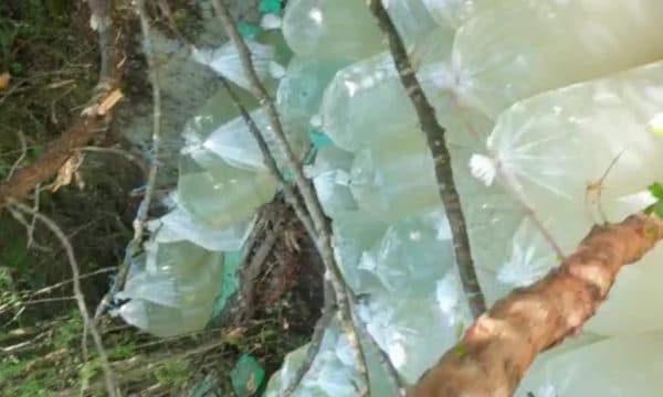 Sekuestrohen 60 fidanë kanabis në Ndroq, arrestohen dy vëllezërit, në kërkim i treti