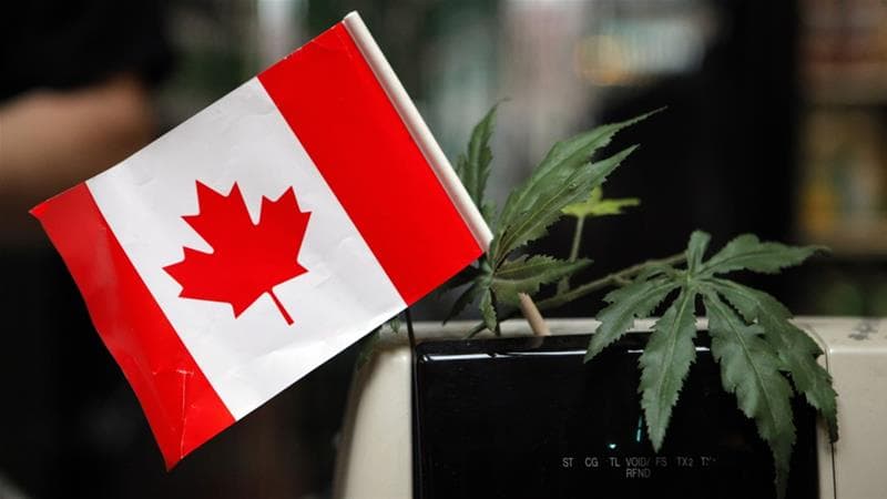 Kanadaja legalizon blerjen dhe përdorimin e marijuanës (VIDEO)