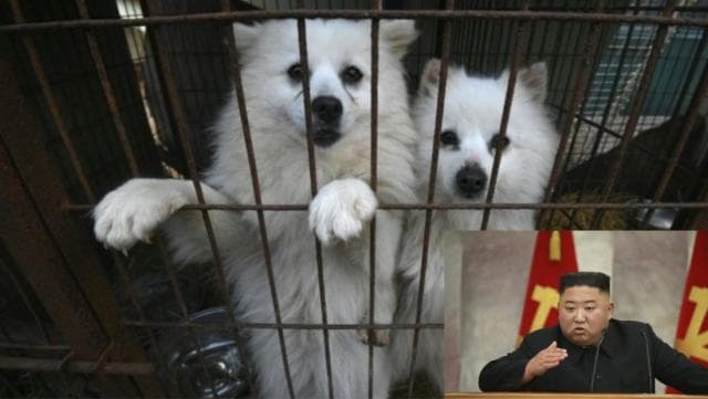 Koreja e Veriut ndalon qentë në shtëpi, Kim: Janë elemente borgjeze