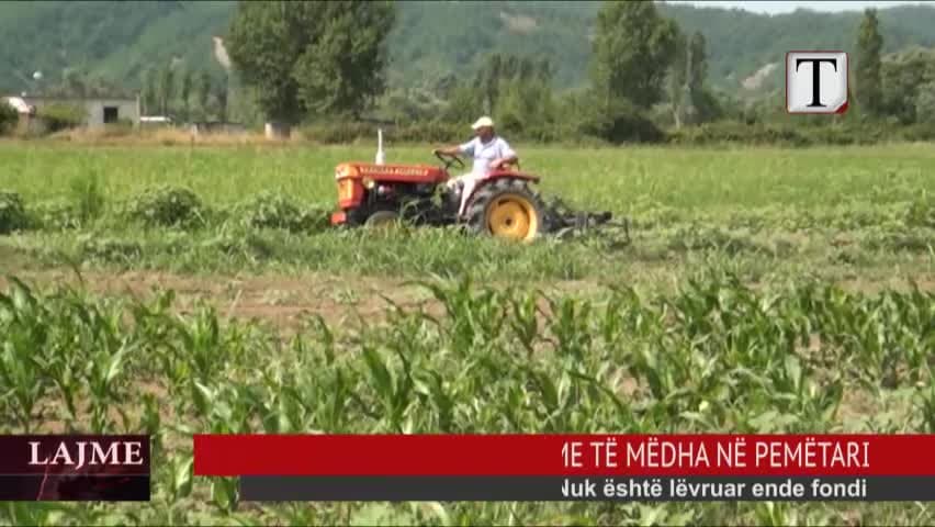 Kurbin/ Brumbulli i majit, dëme të mëdha në pemëtari (VIDEO)
