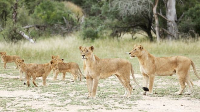 14 luanë ikin nga parku dhe dalin në rrugët e Afrikës së Jugut