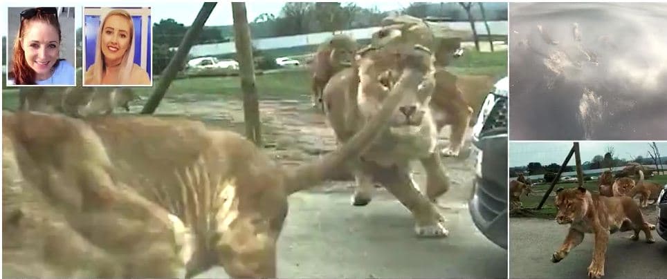 Momenti i frikshëm kur makina sulmohet nga luanët në një park safari (VIDEO)