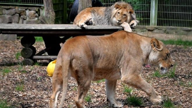 Merr fund arratia e luanëve dhe tigrave nga kopshti zoologjik në Gjermani