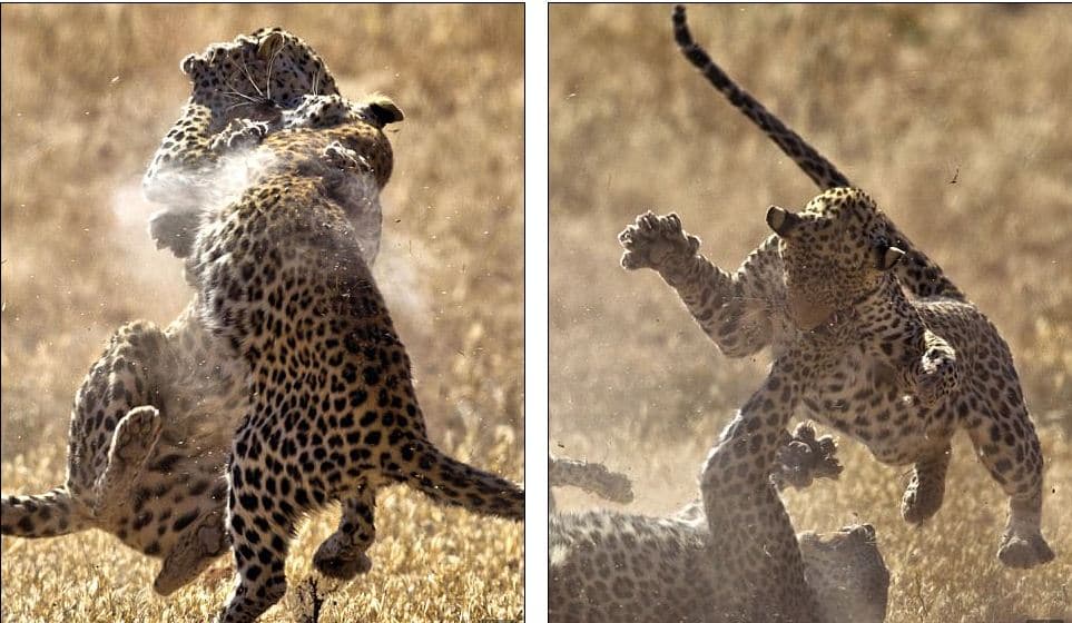 Përleshja e dy leopardëve në Afrikën e Jugut është spektakolare (FOTO)