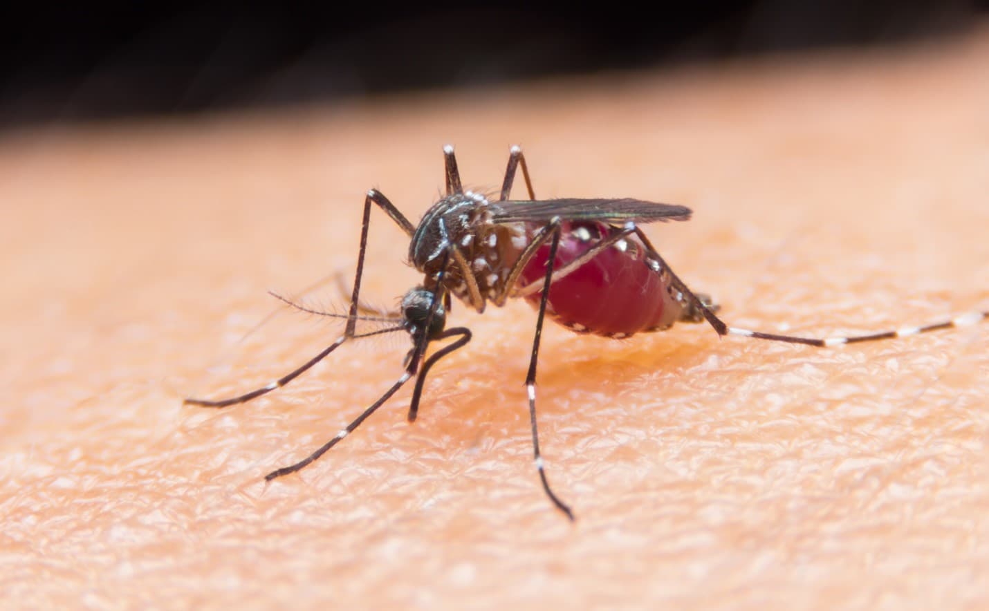 Studimi/ Malaria rezistente ndaj ilaçeve po përhapet në Azinë Juglindore