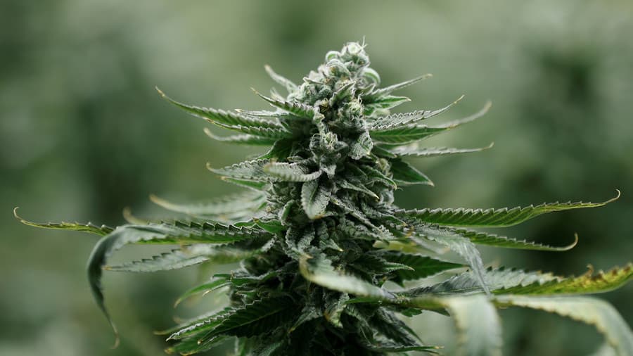 SHBA, FDA miraton ilaçin e parë me bazë marijuanën