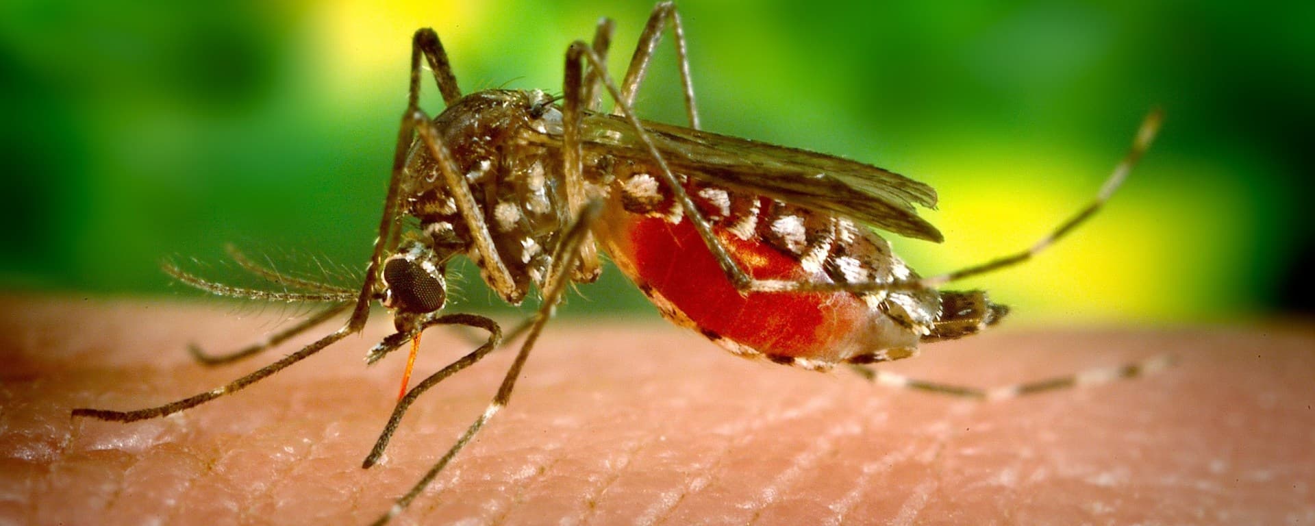 Mushkonja, insekti më vdekjeprurës në historinë e njerëzimit
