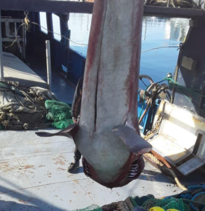 Vlorë, peshkatarët kapin peshkaqenin e rrallë