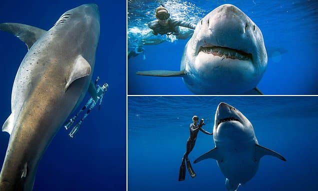 Zhytësit sfidojnë frikën, notojnë me një nga peshkaqenët më të mëdhenj në Hawaii (FOTO)