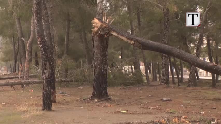 Ndërtimi i pistave në Shëngjin shkatërron bregdetin me pisha (VIDEO)