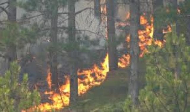 Zjarrvënie e qëllimshme në pyje/ Arrestohet kryeplaku i fshatit Skrevan në Berat