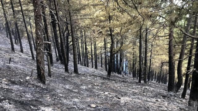 Pas dy ditësh shuhet zjarri në Gramsh, shkrumbohen pemët shekullore