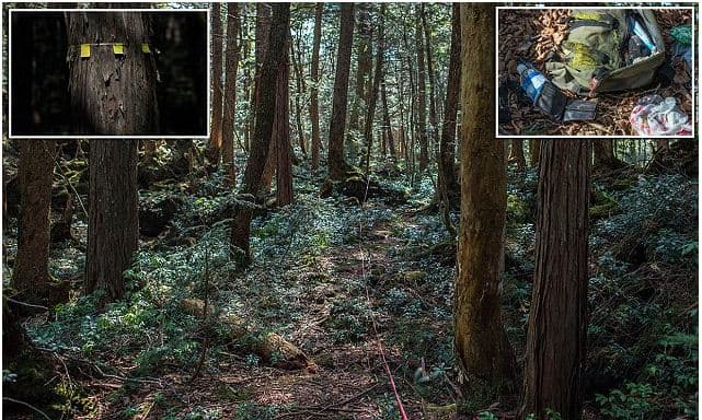Çfarë ndodh në thellësitë e “pyjeve vetëvrasëse” të Japonisë (FOTO)