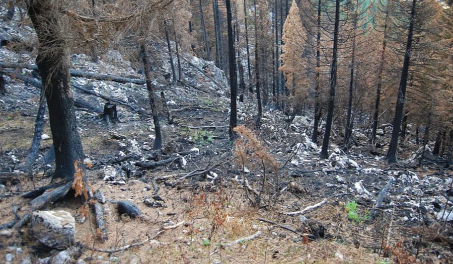 INSTAT: Në 5 vjet kemi humbur 16 ha pyje dhe kullota (VIDEO)