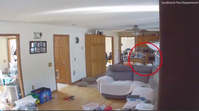 Ja pse duhet të keni KUJDES kur leni kafshët të vetme në shtëpi (VIDEO)