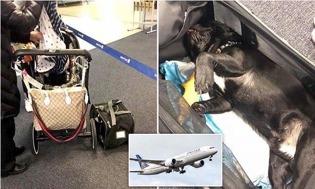 Ekuipazhi e detyron ta vendosi këlyshin në bagazhin e avionit, por ai....
