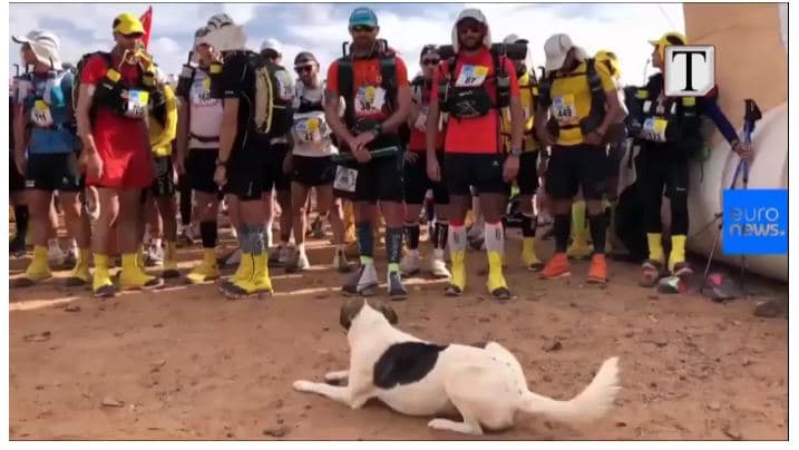 Maratona e rërës/ Një “mik i paftuar” në garën drejt finishit (VIDEO)