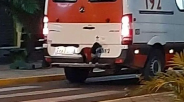 Një tjetër Haçiko/ Qeni hipën mbi ambulancë për të ndjekur të zotin në spital