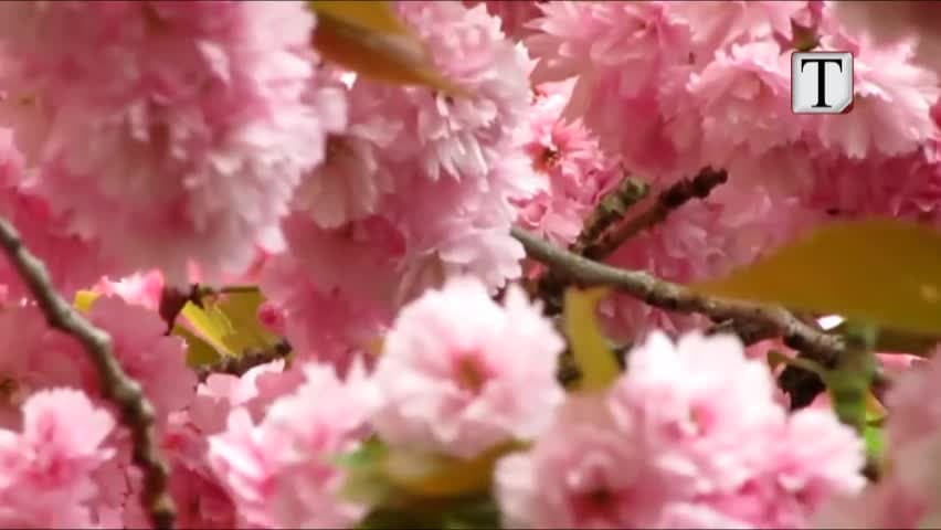 Ndryshimet klimaterike, çelin lulet e qershisë në Japoni (VIDEO)