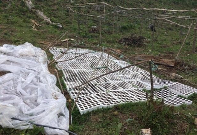 Kultivonin bimë narkotike, arrestohen katër persona në Tropojë