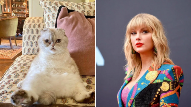 Macja e Taylor Swift më e pasur se shumë personazhe të famshëm