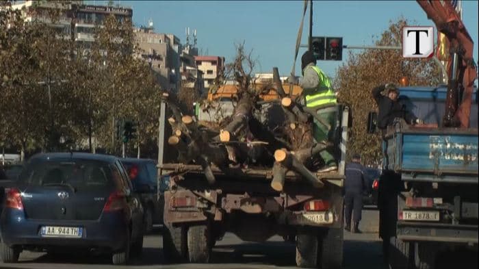 Unaza e Re/ S’ka “pushim”, vijon heqja e pemëve dhe ndriçimit (VIDEO)