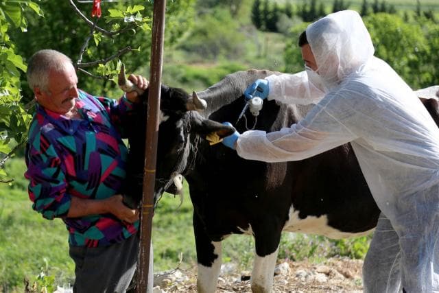 Sëmundja e plasjes/ Ministria e Bujqësisë nis vaksinimin e bagëtive në 6 qarqe