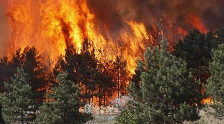 Çako: Janë djegur 167 hektarë pyje dhe kullota, autoritetet vendore bëjnë një sy qorr