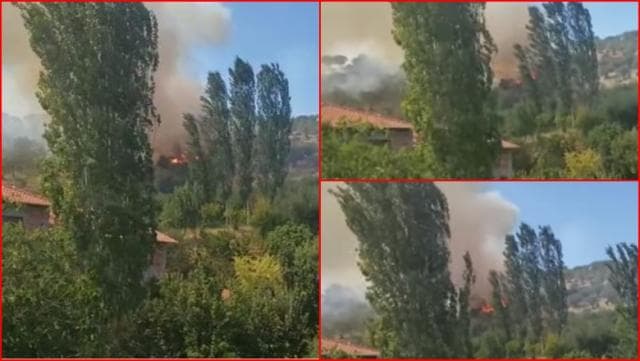   Merr flakë kurora e gjelbër në Peqin, digjen katër mijë rrënjë ullinj