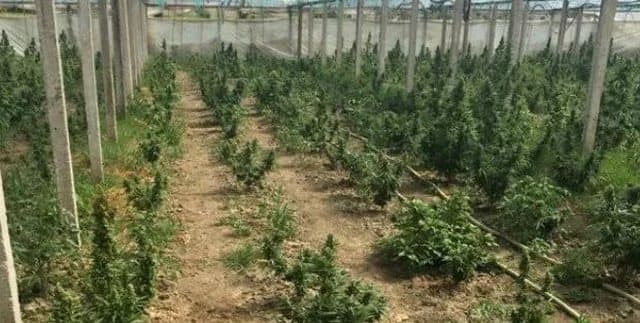 Kultivonte kanabis, arrestohet 50-vjeçari në Fier
