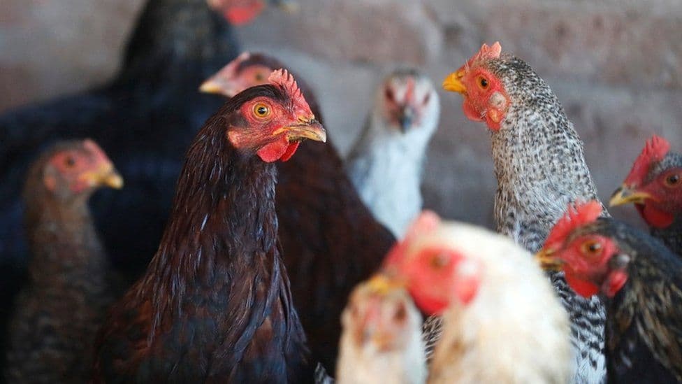 CDC paralajmëron ti qëndrojmë larg zogjve dhe pulave