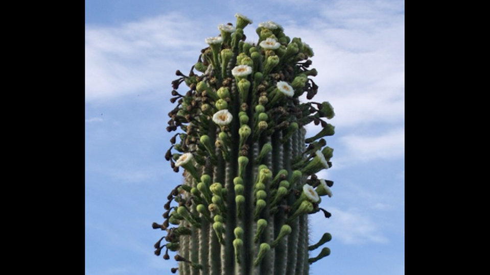 Foto/ Çfarë po ndodh me kaktusët shekullor në Arizona?