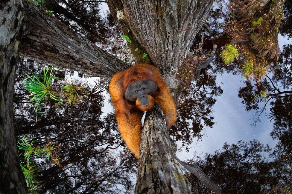 Iluzioni optik i orangutanit me kokë poshtë shpallet foto më e bukur