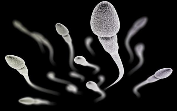 Spermatozoidët mund të mbijetojnë në hapësirë për 200 vite pa iu dëmtuar ADN-ja