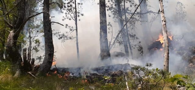 Hodhi cigare të ndezur në tokë dhe mori flakë mali, procedohet 28-vjeçari në Berat
