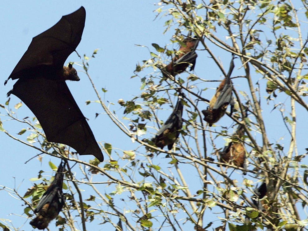 Ekspertët: Virusi Nipah ka potencial të jetë një tjetër pandemi