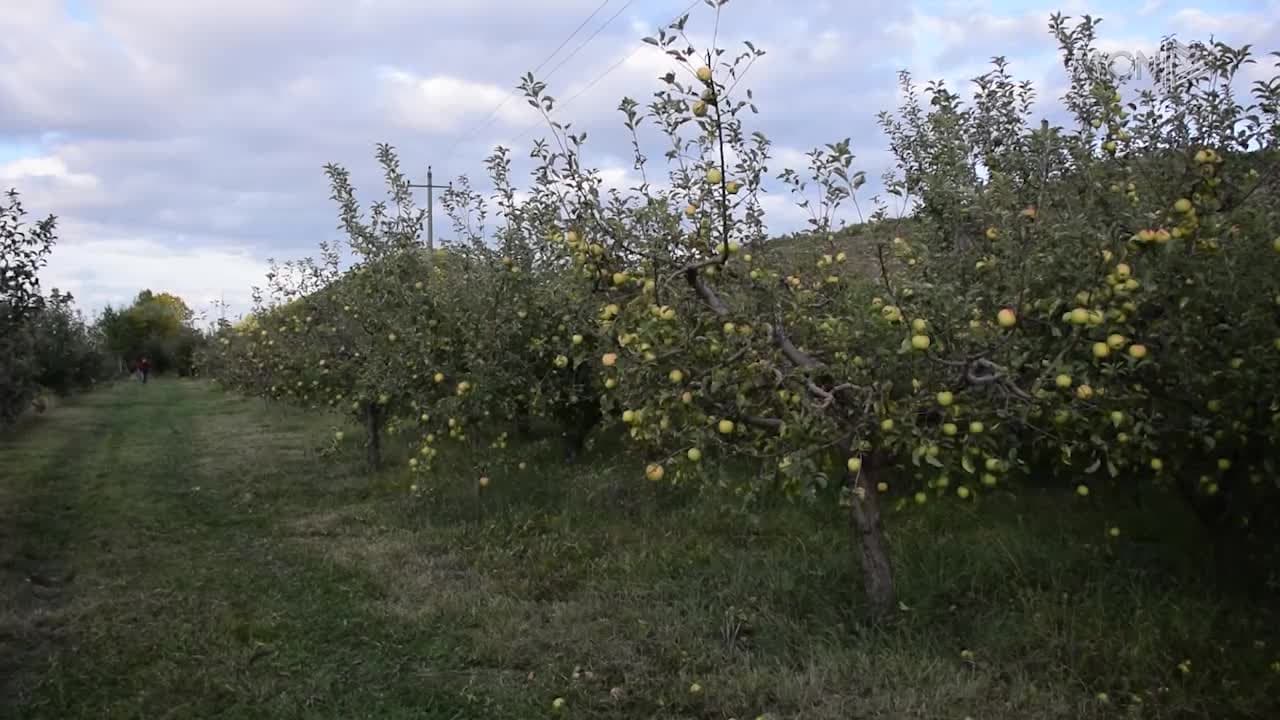Festa e mollës në Korçë (VIDEO)