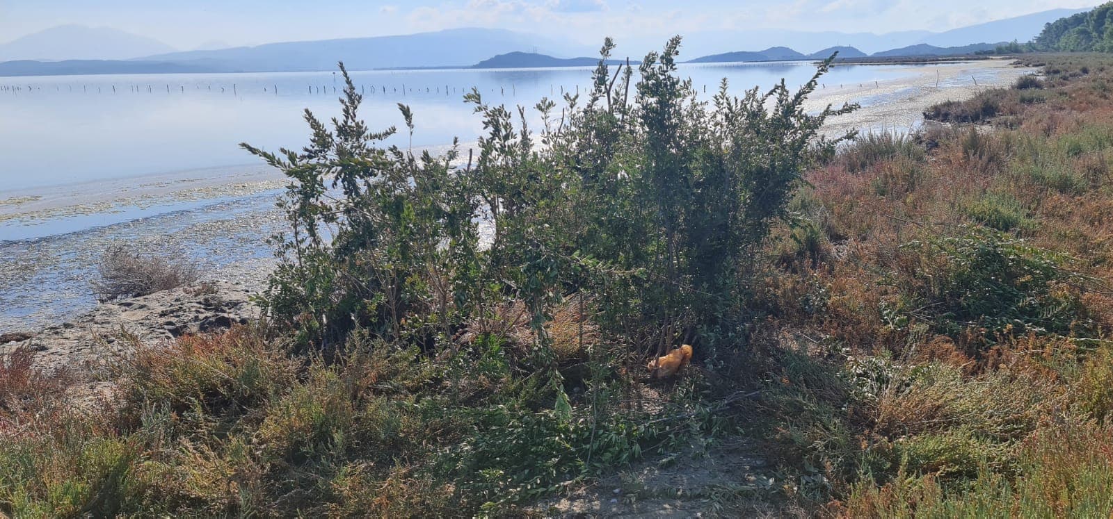 Video/ Gjuetia e paligjshme problem serioz në Lagunën e Nartës