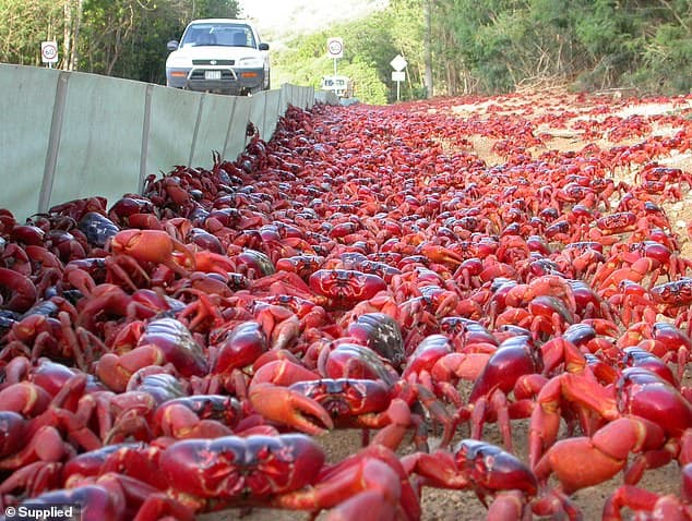 Foto/ Gaforret e kuqe pushtojnë rrugët në Australi