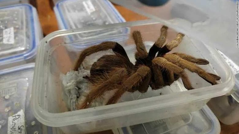 Kolumbia sekuestron qindra tarantula dhe buburreca të destinuara për në Gjermani